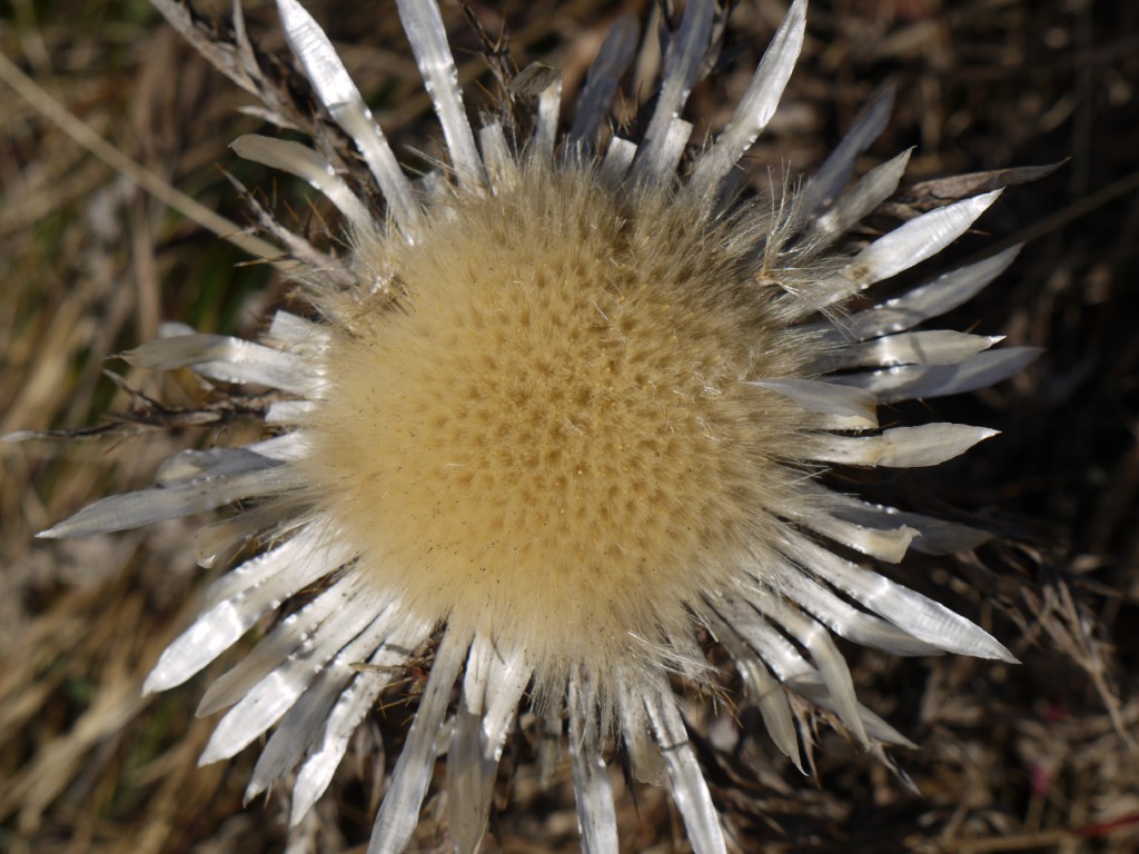 p1000174.jpg
