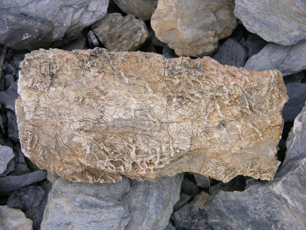 dscn4626.jpg