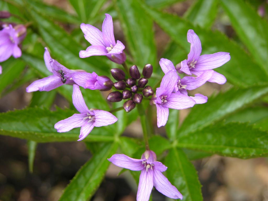 dscn4148.jpg