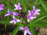 dscn4148.jpg