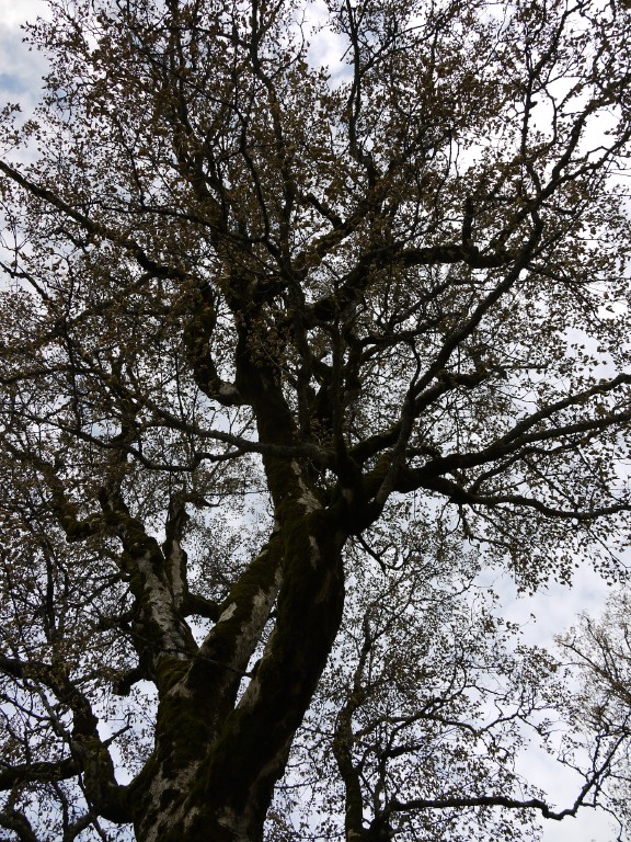 p1000145.jpg
