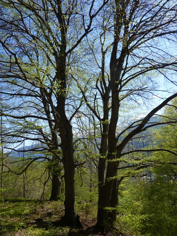 p1000963.jpg