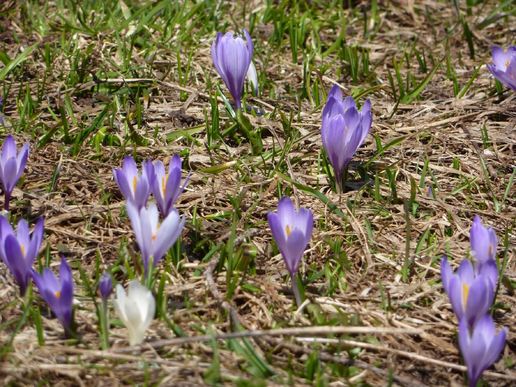 p1000907.jpg