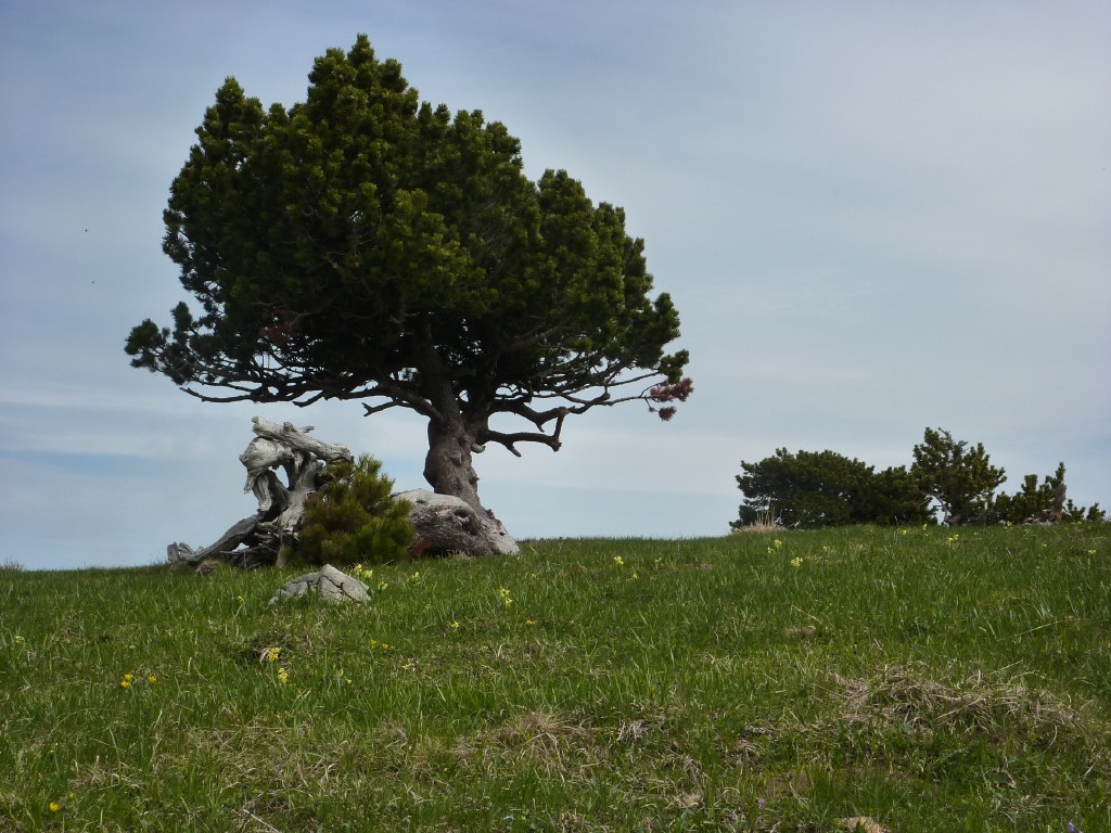 p1010105.jpg