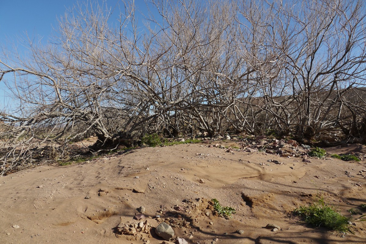 p1000582.jpg