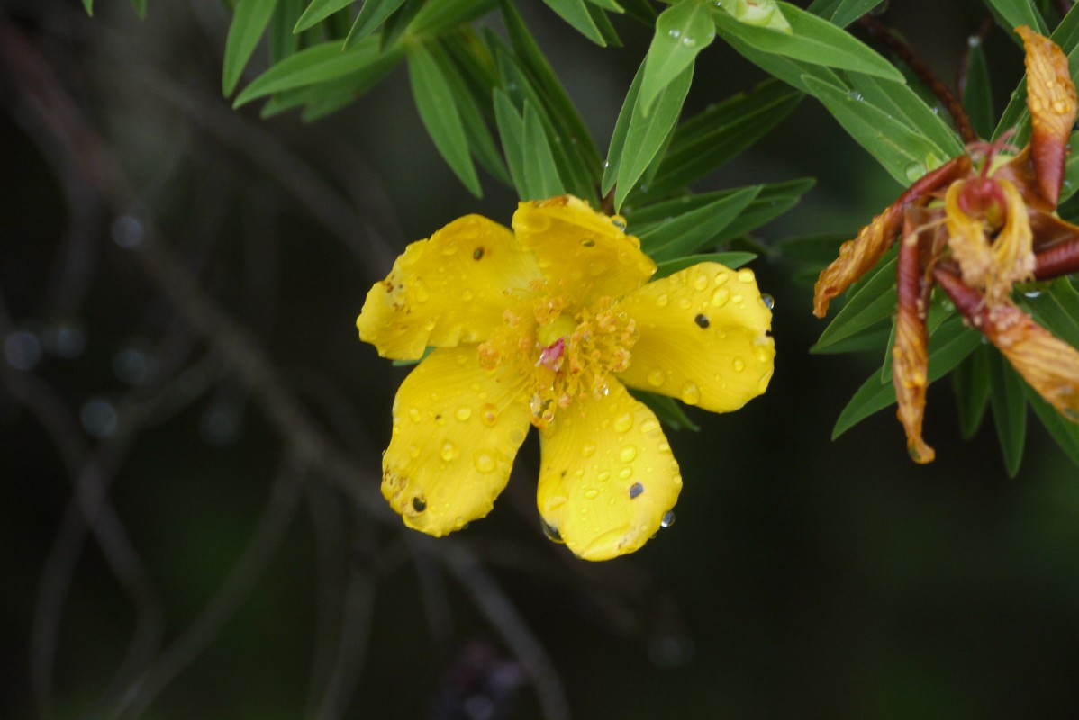 p1020113.jpg