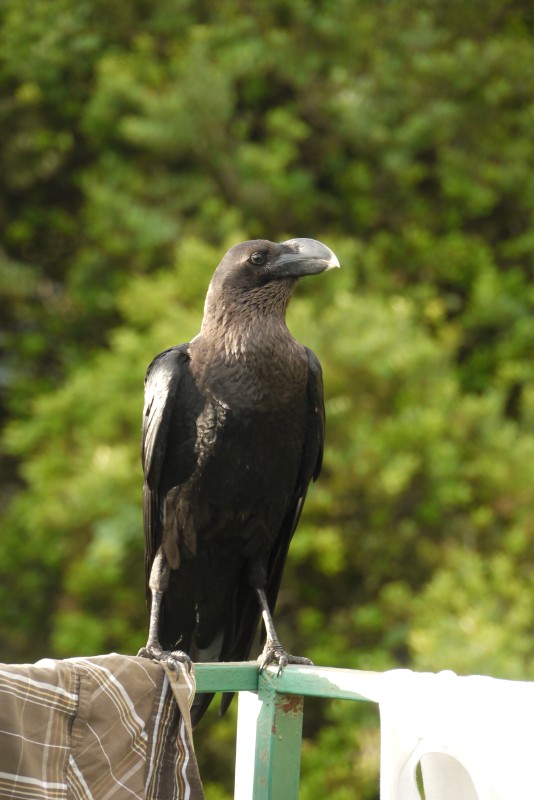p1020151.jpg