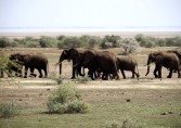 Am Lake Manyara