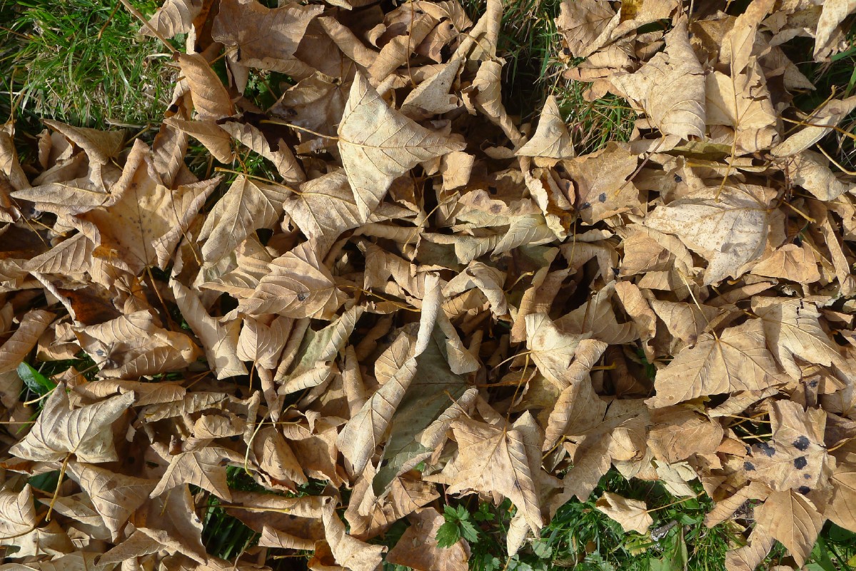 p1000531.jpg