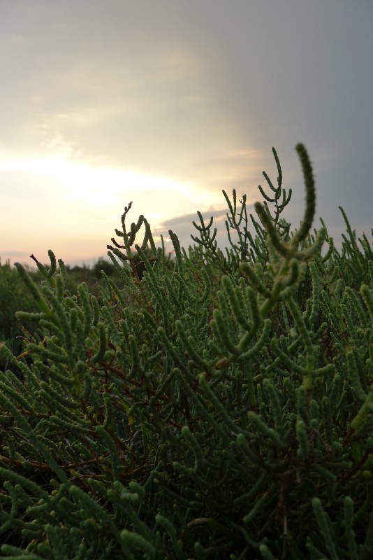 p1000085.jpg