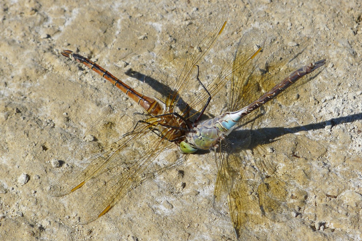 p1000181.jpg
