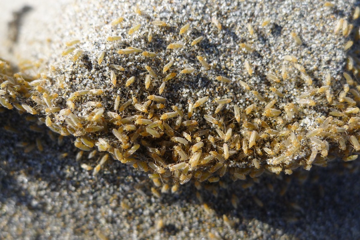 p1000206.jpg
