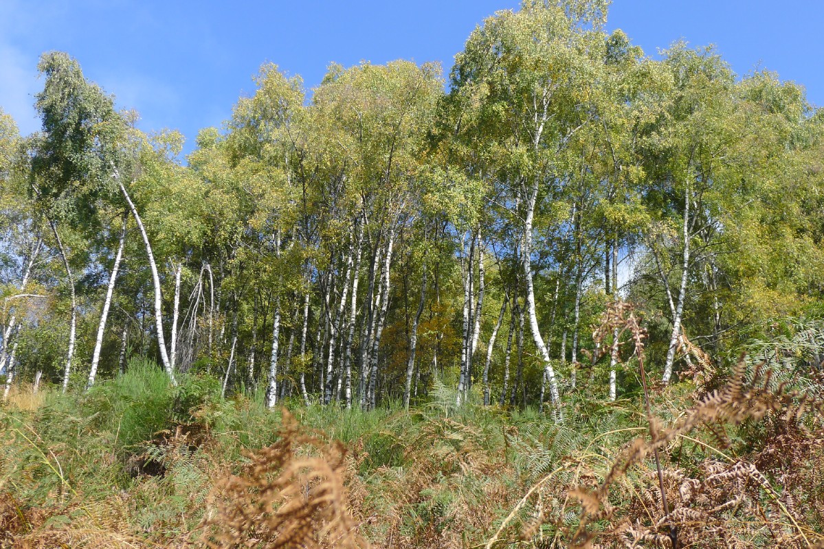 p1000420.jpg