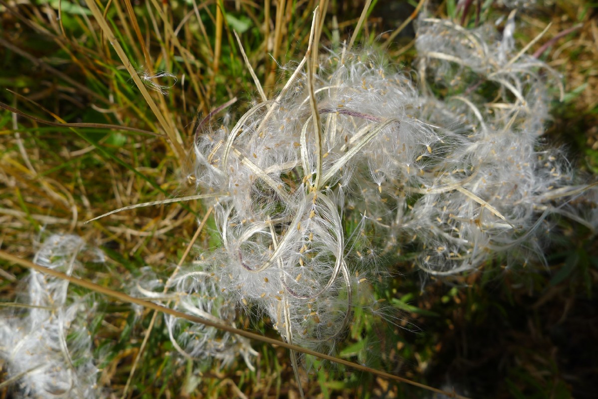 p1000324.jpg