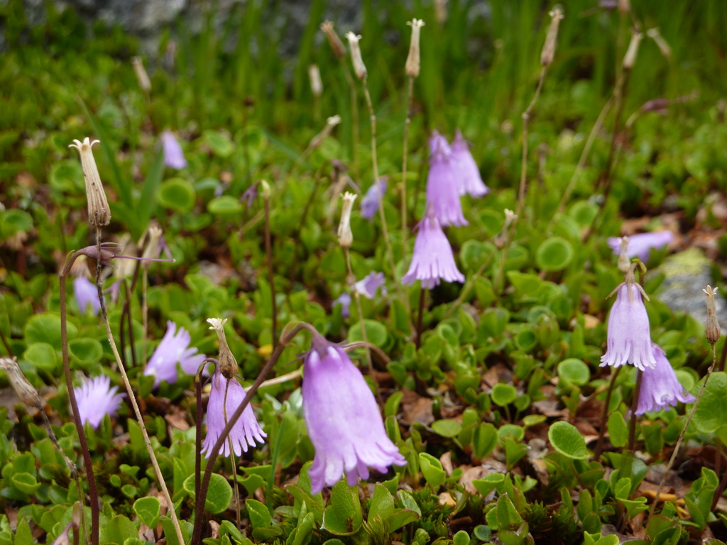 p1020947.jpg