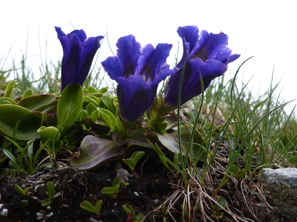 p1020950.jpg