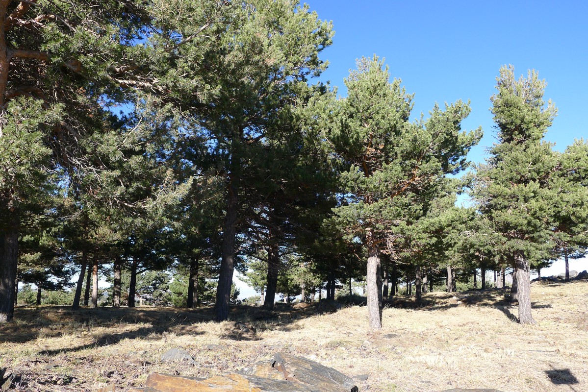 p1020937.jpg