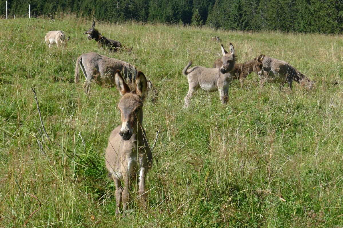 p1020442.jpg