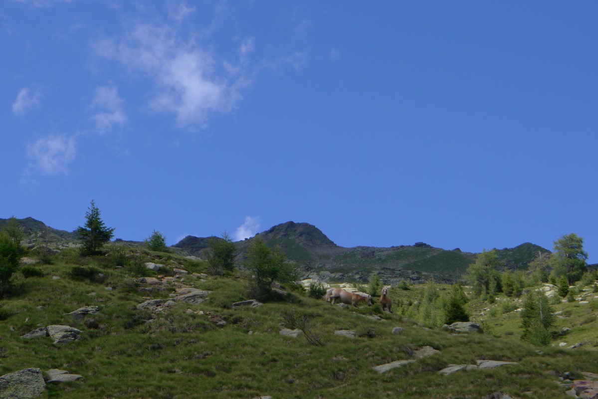 p1020190.jpg