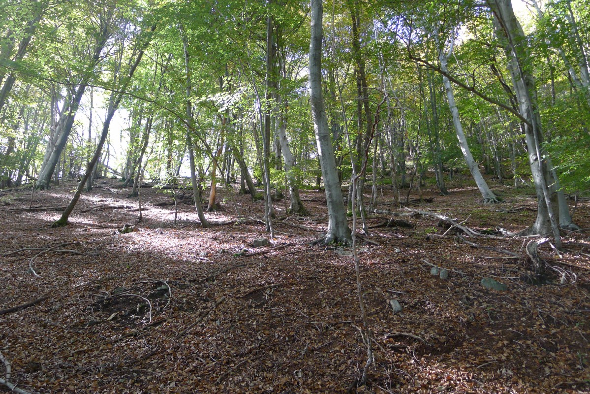 p1020825.jpg