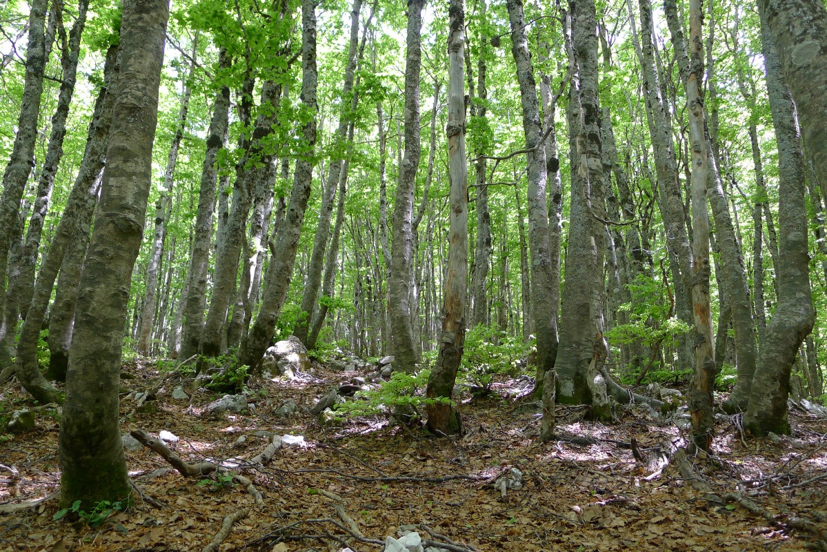 p1040829.jpg