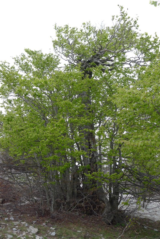p1040843.jpg