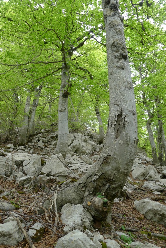 p1040847.jpg