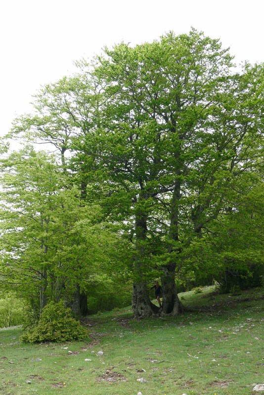 p1040854.jpg