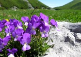 Pollino