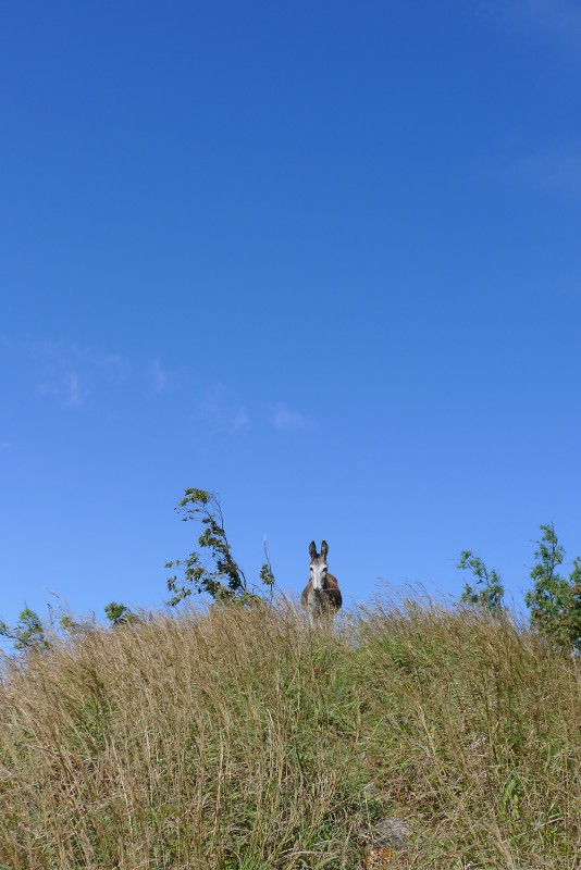 p1060446.jpg