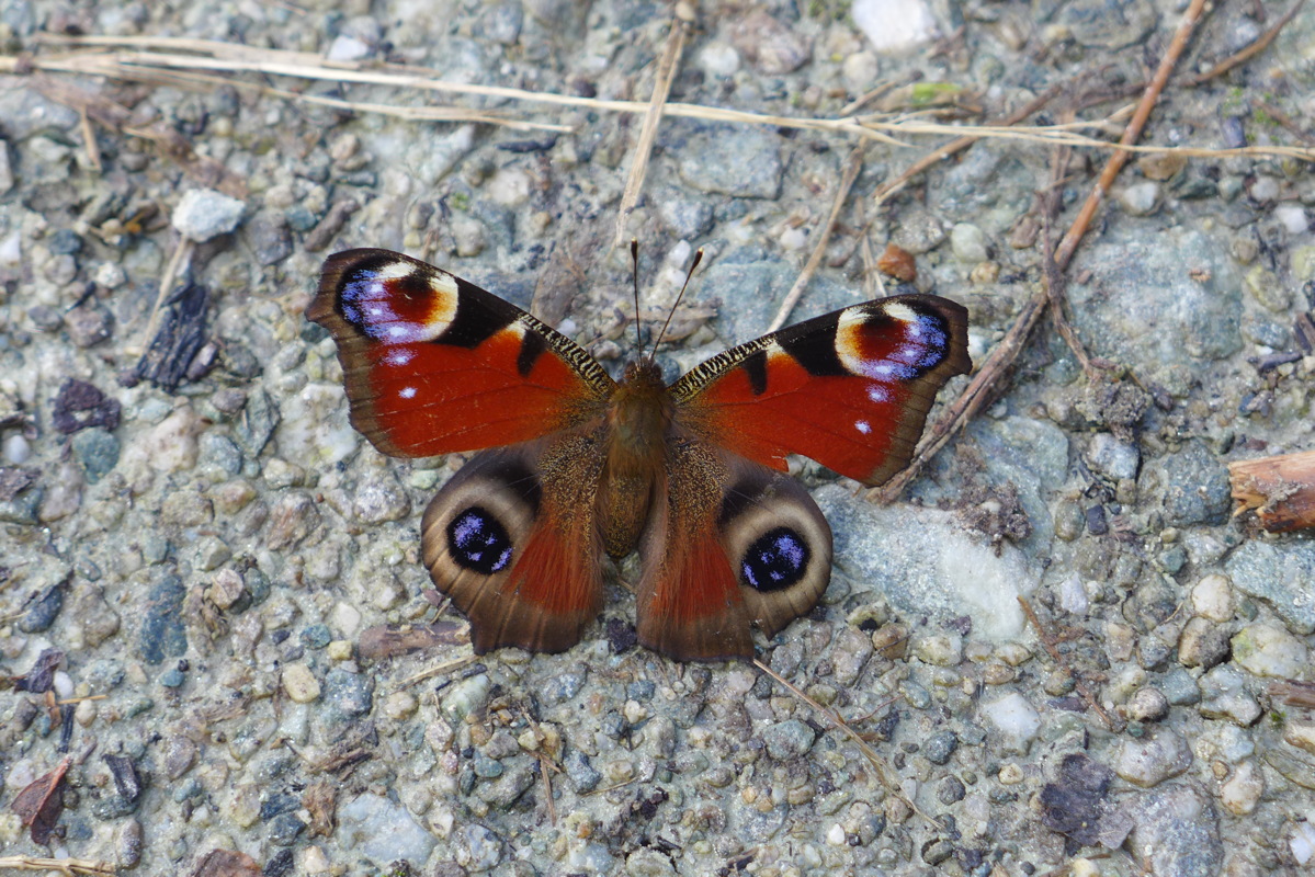 p1000835.jpg