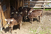 p1000175.jpg
