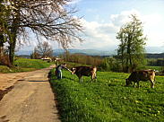 p002.jpg