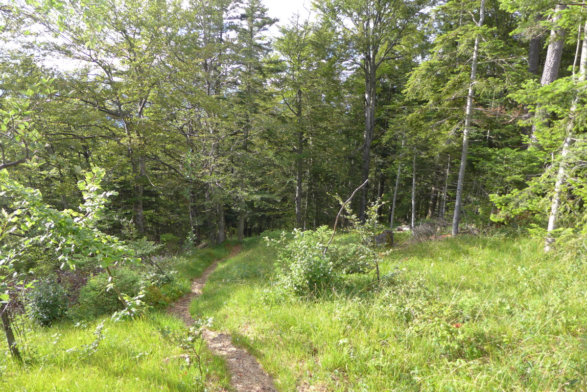 p1000375.jpg
