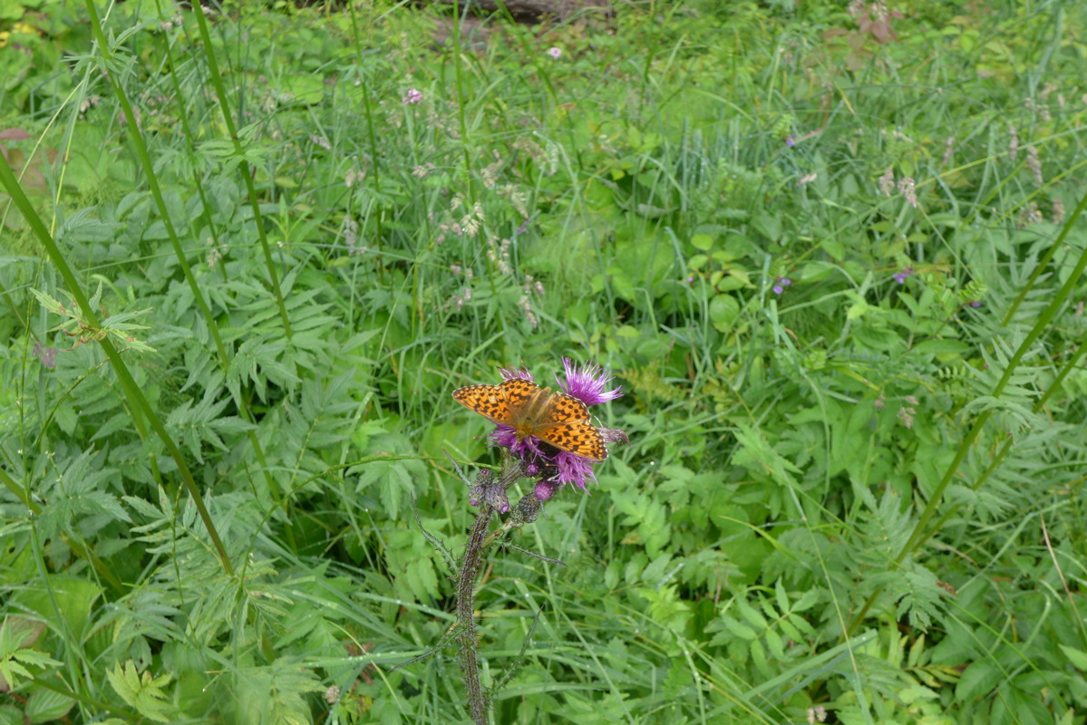 p1000473.jpg
