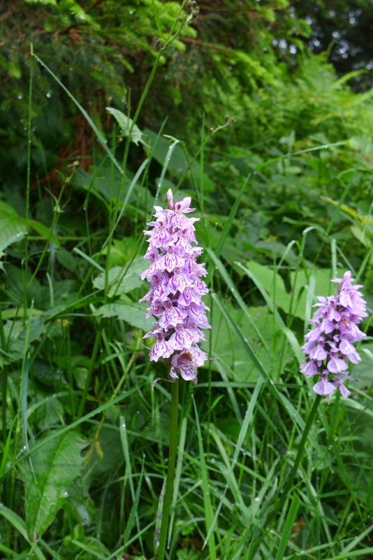 p1000474.jpg