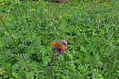 p1000473.jpg