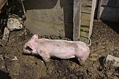 p1000495.jpg