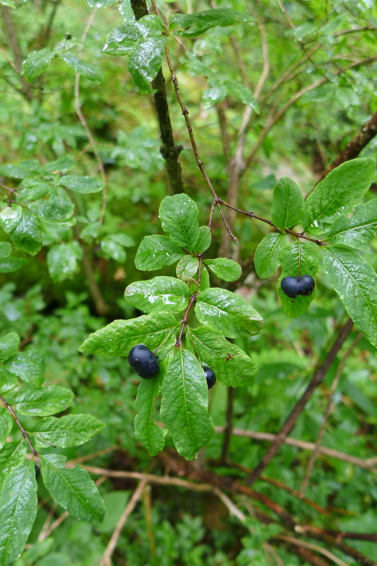 p1000564.jpg
