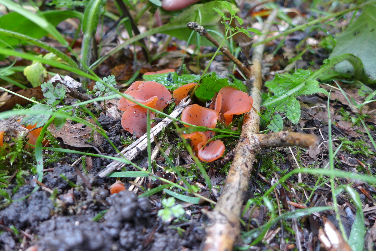 p1000565.jpg
