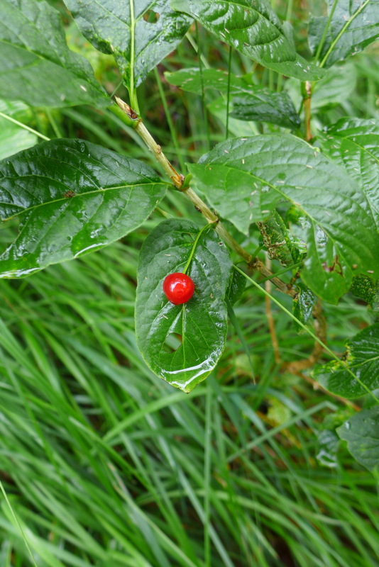 p1000567.jpg