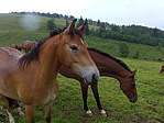 p1000551.jpg