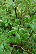 p1000564.jpg