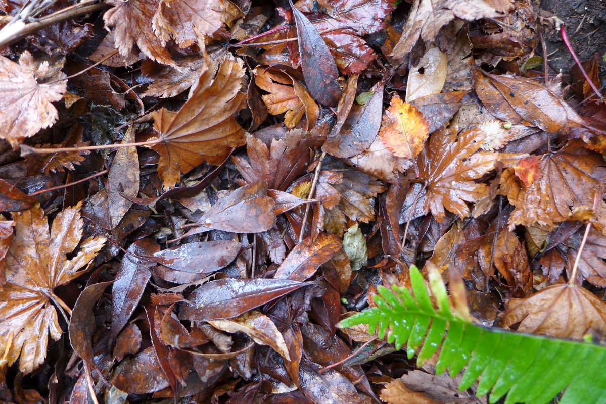p1010441.jpg
