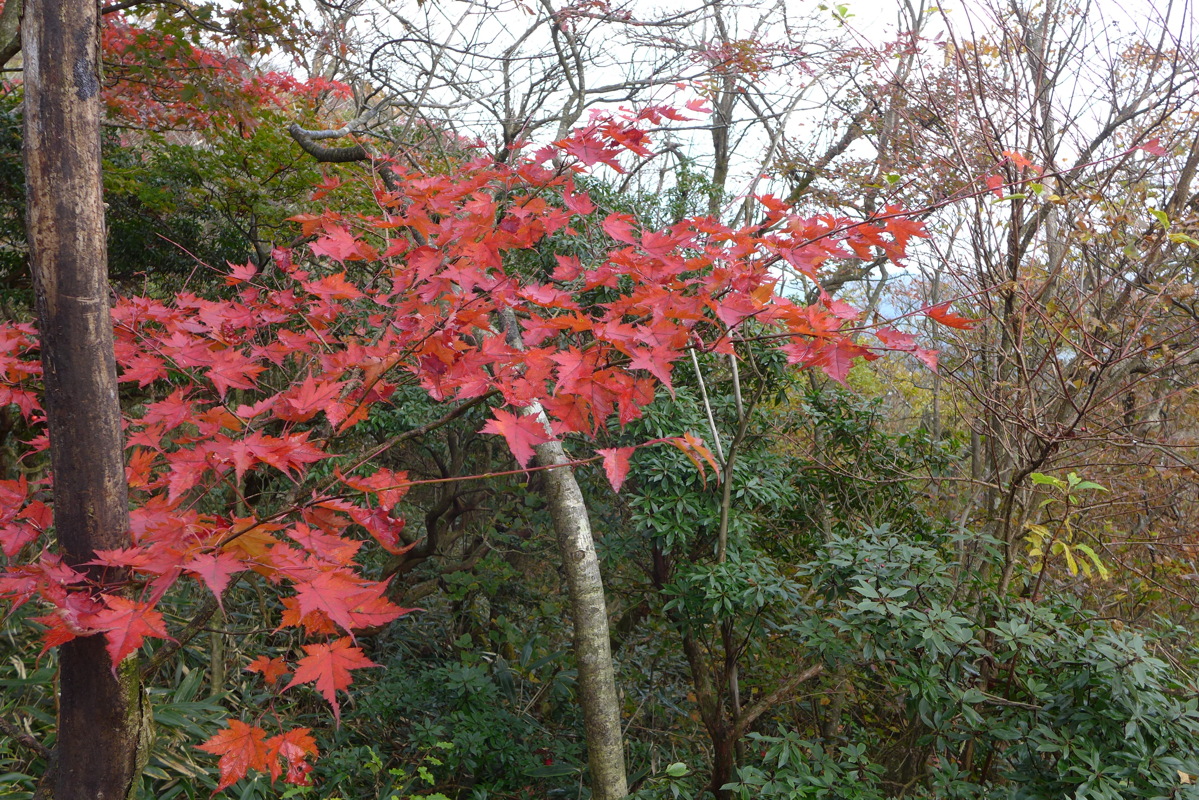 p1010452.jpg