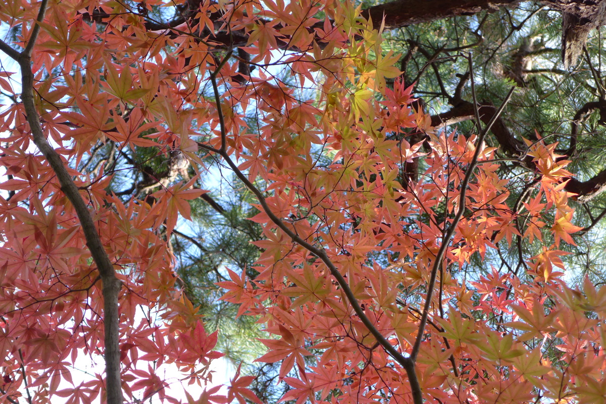 p1010645.jpg