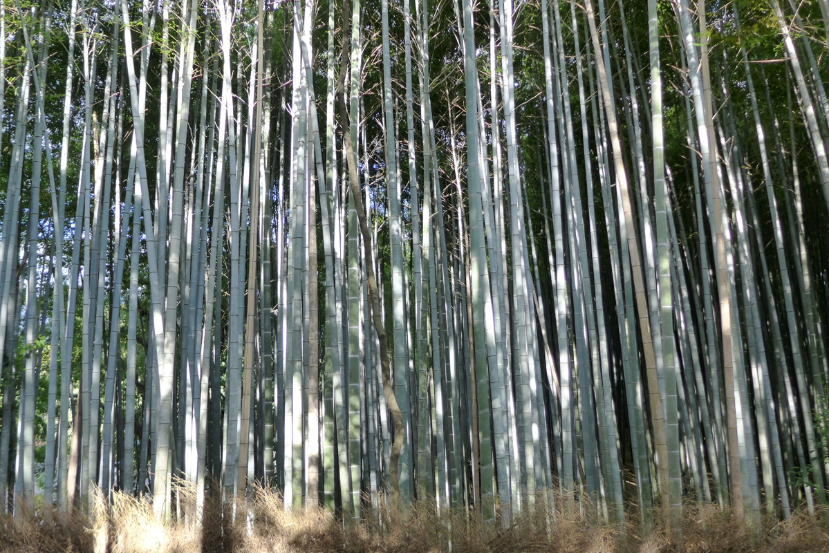 p1010653.jpg