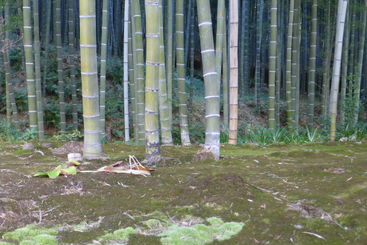 p1010690.jpg