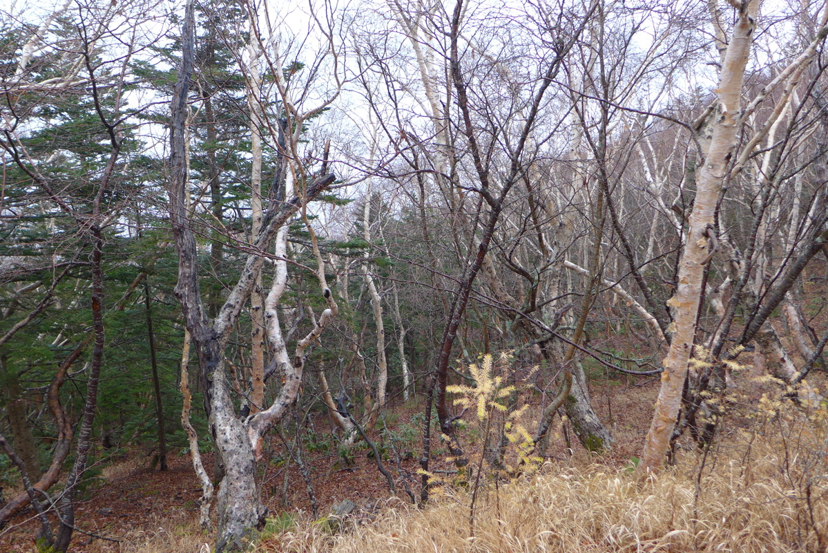 p1020117.jpg