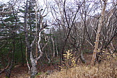 p1020117.jpg